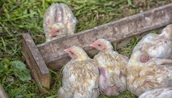 Годування бройлерів в домашніх умовах: що і як
