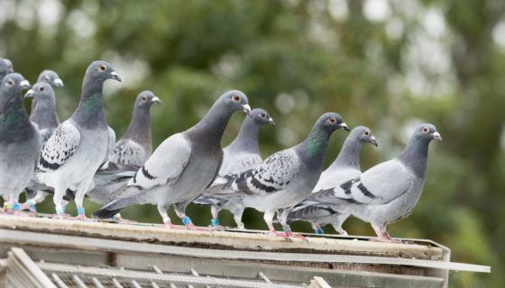 Голуби: опис, види, основні питання