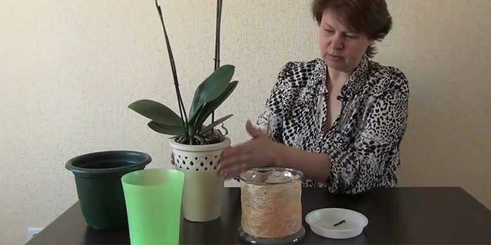 Горщики для орхідей — розміри і як вибрати, матеріали виготовлення та відгуки