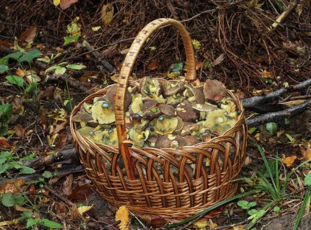 Гриб моховик: як готувати, синіють на зрізі, скільки варити, жовтіє вода