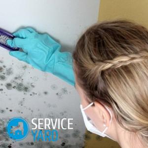 Грибок в доме — как избавиться?