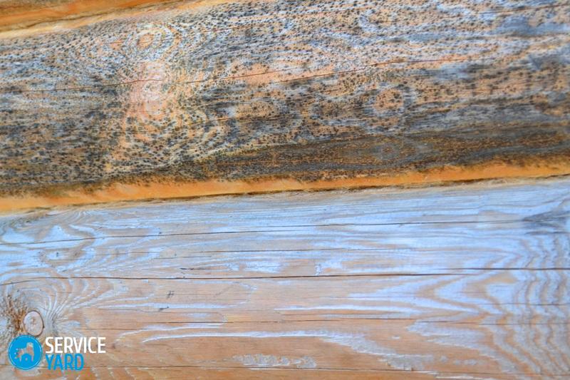 Грибок в доме — как избавиться?