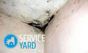 Грибок в доме — как избавиться?