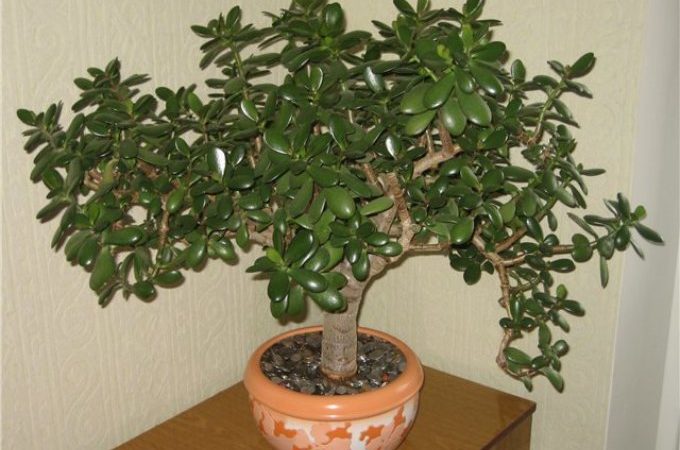 Грошове дерево – кімнатний квітка: народні прикмети, забобони, змова. До чого цвіте грошове дерево, що впало, загинуло, подарували: прикмети