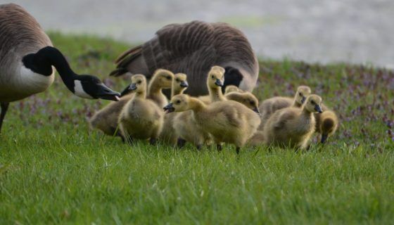 Гусенята у перші дні життя: чим годувати, як утримувати і доглядати
