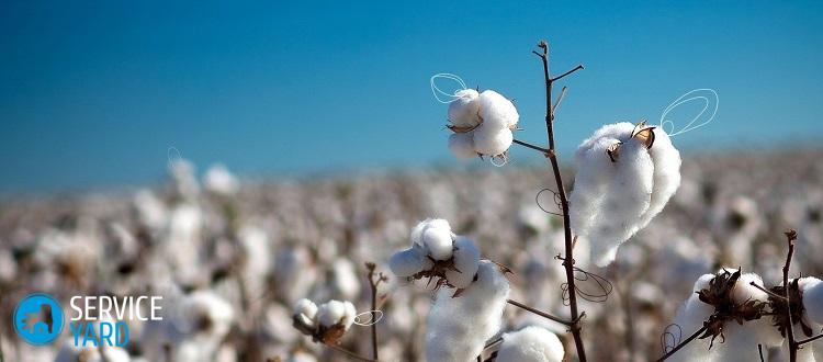 Хлопок эко. Все подробности и тонкости материала