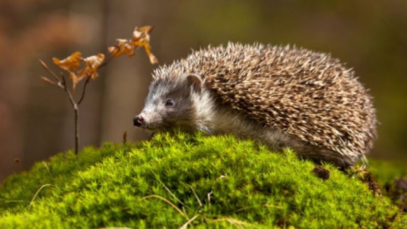 Хто більше, крупніше: кріт або їжак?