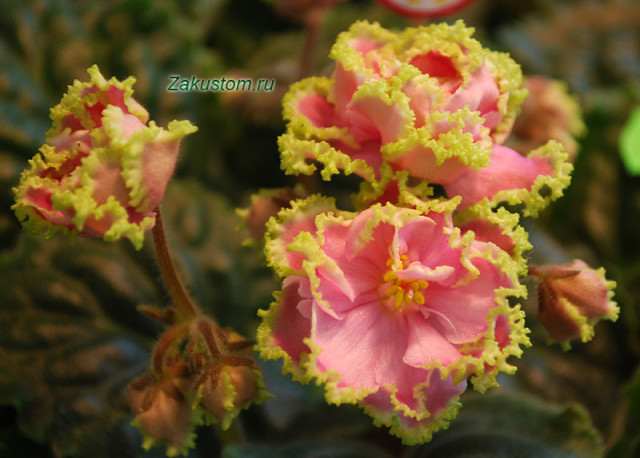 Кімнатна чи узамбарская фіалка — сенполія