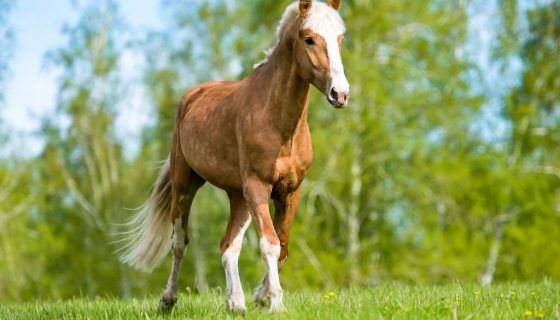 Кінь: опис, види, особливості