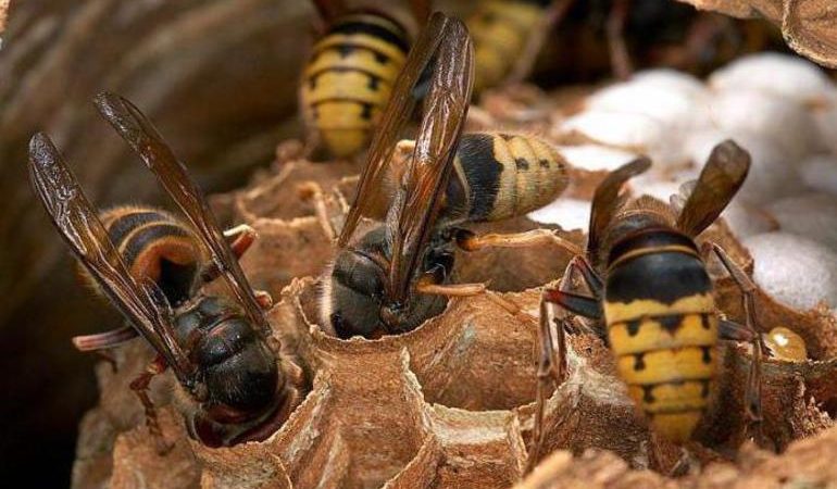 Как бороться с шершнями под крышей дома и в сарае