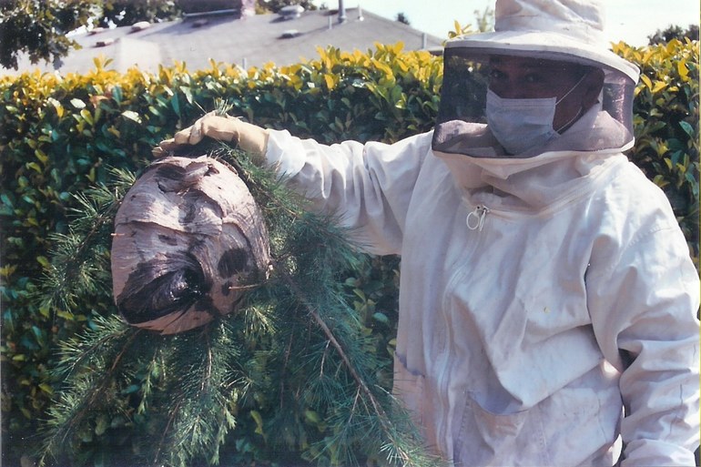 Как бороться с шершнями под крышей дома и в сарае Как бороться с шершнями под крышей дома и в сарае