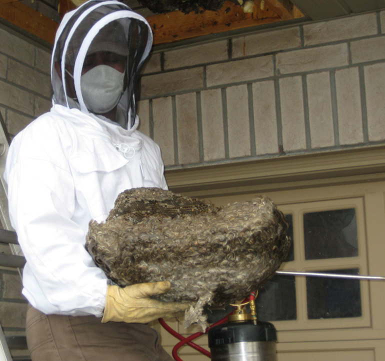 Как бороться с шершнями под крышей дома и в сарае Как бороться с шершнями под крышей дома и в сарае