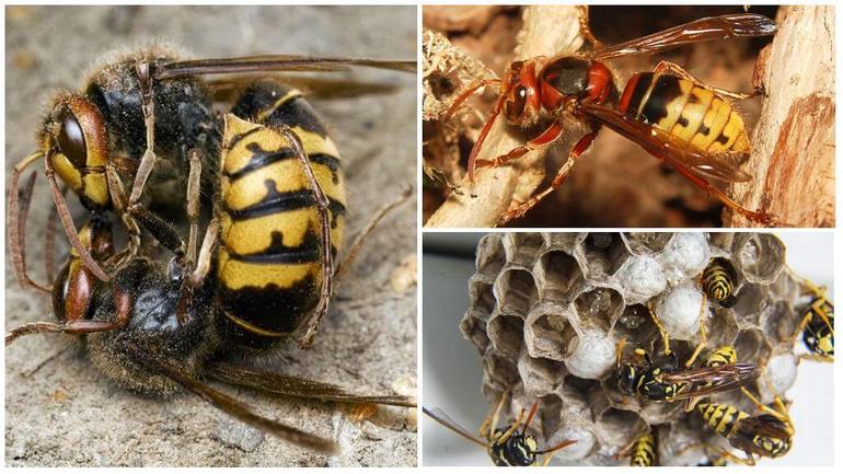 Как бороться с шершнями под крышей дома и в сарае Как бороться с шершнями под крышей дома и в сарае