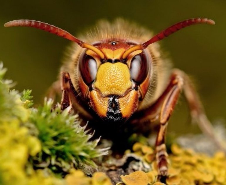 Как бороться с шершнями под крышей дома и в сарае Как бороться с шершнями под крышей дома и в сарае