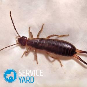 Как избавиться от двухвосток в частном доме?