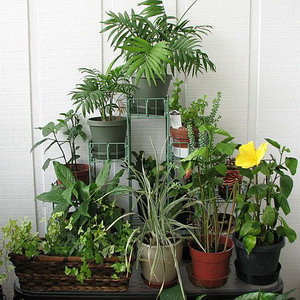 Как избавиться от мошек в комнатных цветах?