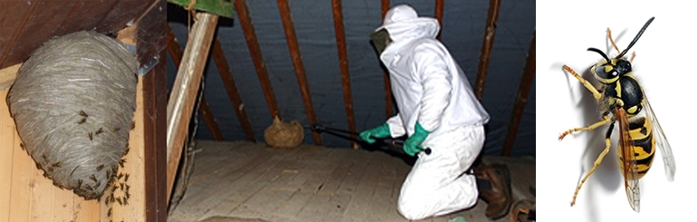 Как избавиться от ос на балконе: способы убрать осиное гнездо Как избавиться от ос на балконе: способы убрать осиное гнездо