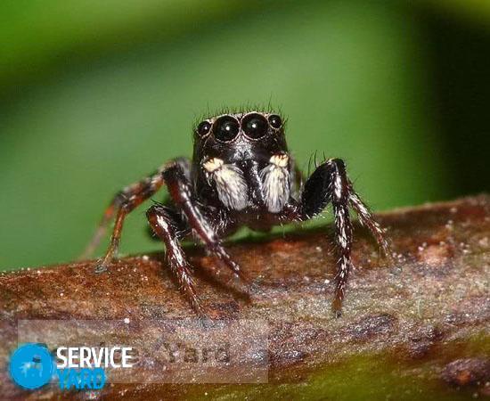 Как избавиться от пауков в частном доме?