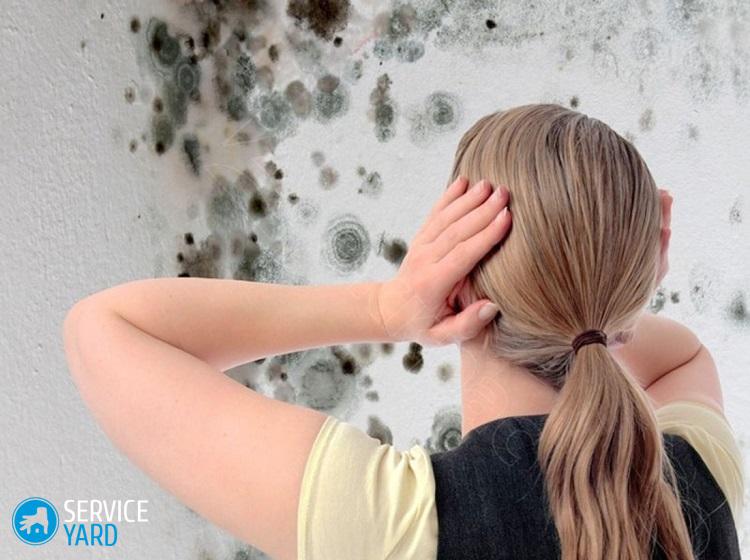 Как избавиться от плесени в квартире на стенах в домашних условиях?