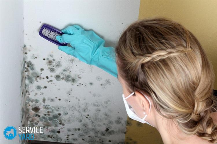 Как избавиться от плесени в квартире на стенах в домашних условиях?