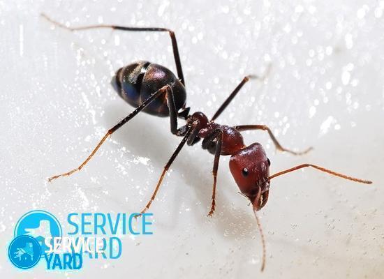 Как избавиться от термитов?