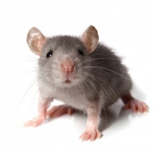 Как избавиться от запаха мышей?