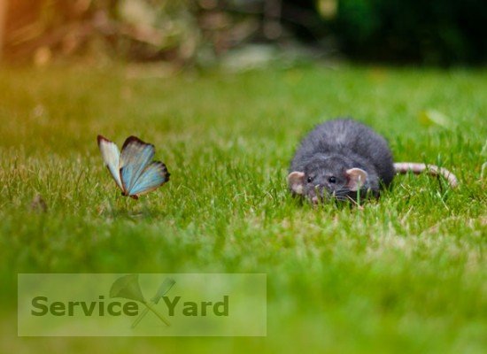 Как избавиться от запаха мышей?