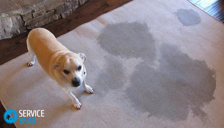 Как избавиться от запаха на ковре от мочи?
