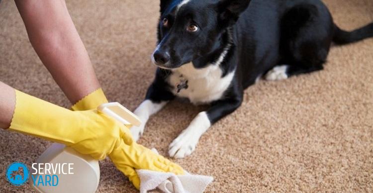 Как избавиться от запаха на ковре от мочи?