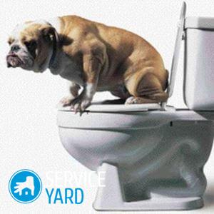 Как избавиться от запаха собачьей мочи?