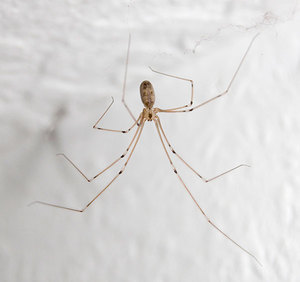 Как избавляться от пауков в частных домах