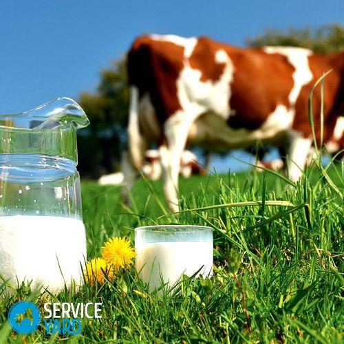 Как кипятить молоко чтобы получать от него пользу?