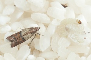 Как навсегда избавиться от пищевой моли в кухне