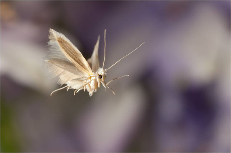 Как навсегда избавиться от пищевой моли в кухне