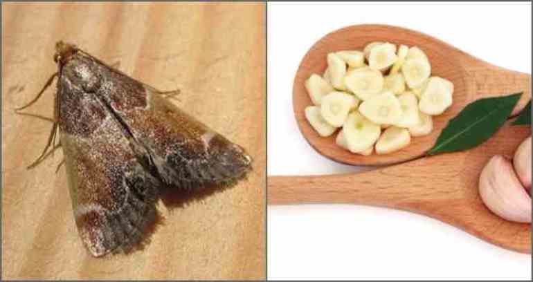 Как навсегда избавиться от пищевой моли в кухне