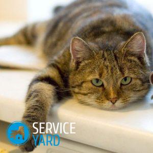 Как очистить плед от кошачьей шерсти?