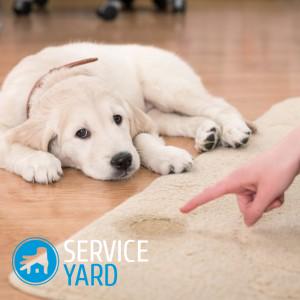 Как очистить рвоту с ковра?