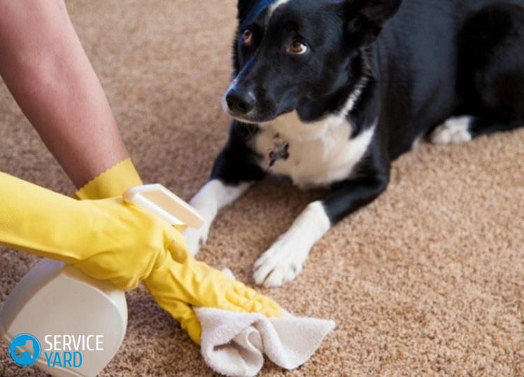 Как очистить рвоту с ковра?