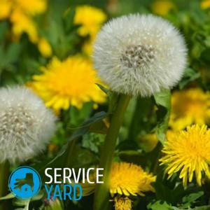 Как отстирать одуванчик с одежды?