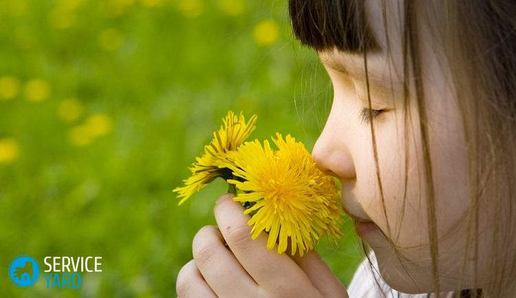 Как отстирать одуванчик с одежды?