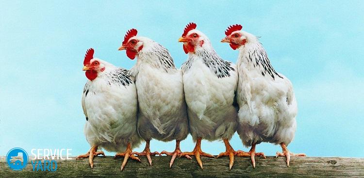 Как отстирать птичий помет с одежды?