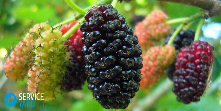 Как отстирать шелковицу с одежды?