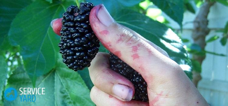 Как отстирать шелковицу с одежды?