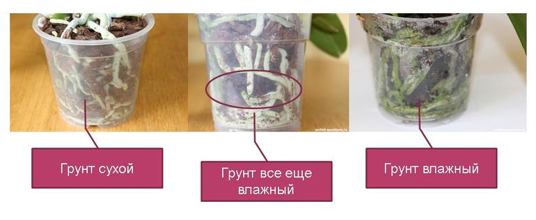 Как пересаживать орхидею в домашних условиях: описание и видео