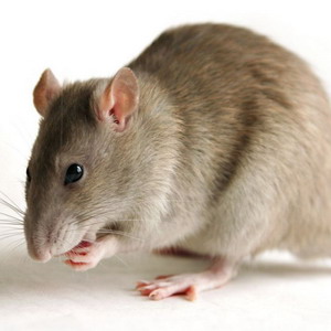 Как поймать крысу?