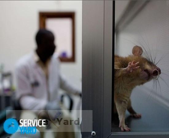 Как поймать крысу?