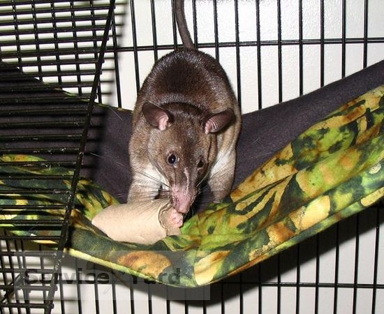 Как поймать крысу?