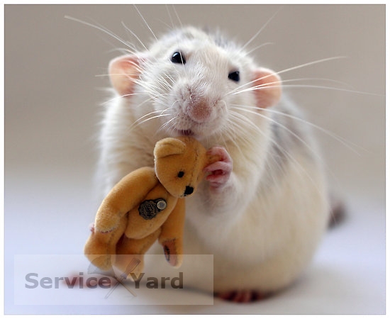 Как поймать крысу?