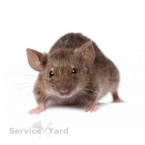 Как поймать мышь?