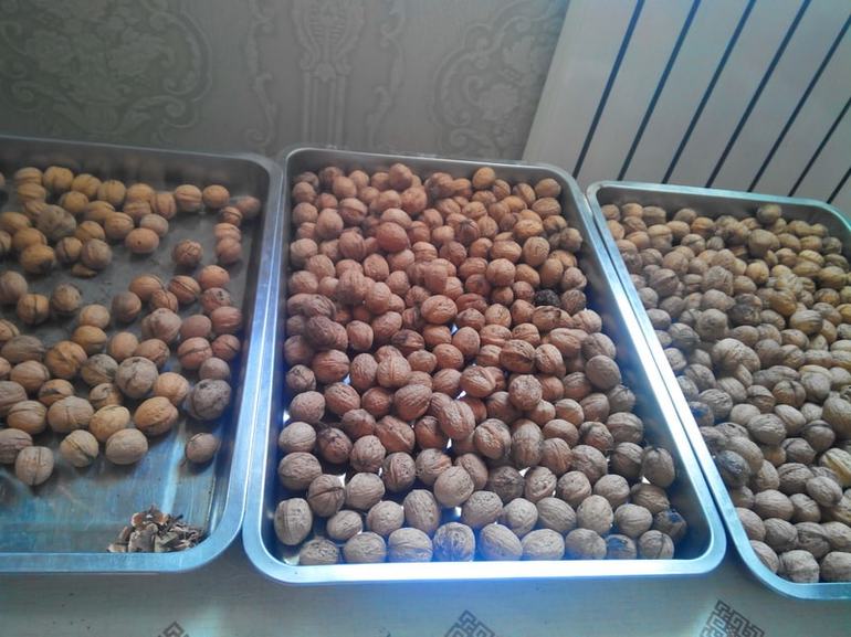 Как правильно хранить грецкий орех в домашних условиях Как правильно хранить грецкий орех в домашних условиях